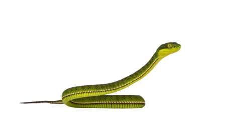 Brown spotted green pitviper or pit viper, with head high. High detail. Looking to the side. Isolated cutout on transparent background.