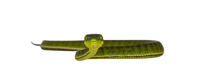 Brown spotted green pitviper or pit viper, moving towards camera. High detail. Looking towards...