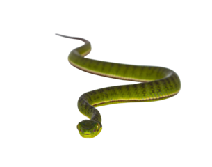 Brown spotted green pitviper or pit viper, curled up with head high. High detail. Looking towards camera. Isolated cutout on transparent background. Full lenght image.