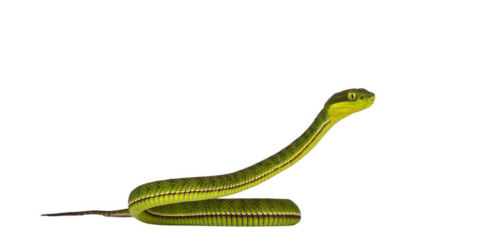 Brown spotted green pitviper or pit viper, with head high. High detail. Looking to the side. Isolated cutout on transparent background.
