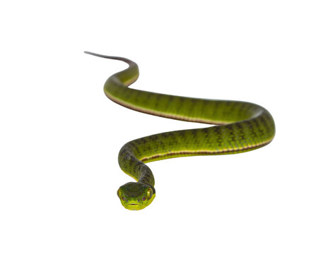Brown spotted green pitviper or pit viper, curled up with head high. High detail. Looking towards camera. Isolated cutout on transparent background. Full lenght image.
