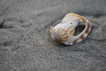 Beautiful broken shell of japanese conch at sanddune, Japanese scenery