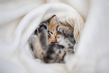 Kätzchen schläft auf Decke
