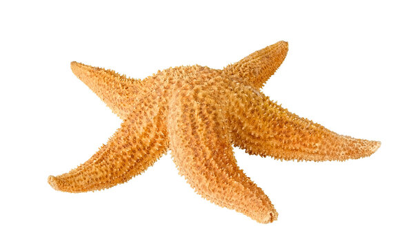 Dried star fish cut out