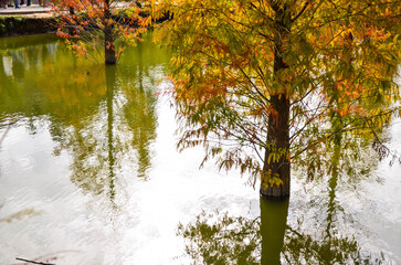 Colorful winter Bald Cypress Turning Red In Autumn At A Beautiful Garden In Sanwan, Miaoli, Taiwan