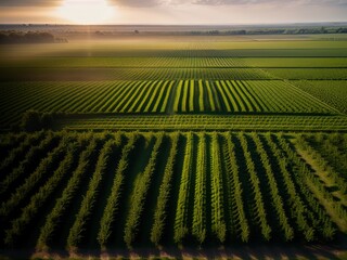 Fototapeta premium Aerial view of acres of farmland.