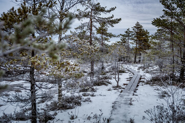 Wooden zig-zag duckboard through swamp landscape with frosty trees. Jalase nature trail,  Landscape Reserve, Estonia.