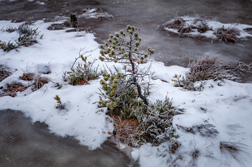 A small island with low pine tree in frozen swamp covered with snow. Bog hiking trail in Jalase Landscape Reserve, Estonia.