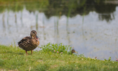 Funny duck