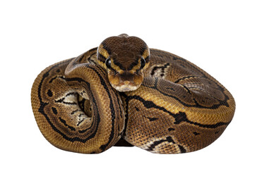 Front view of pinstripe ballpython snake aka Python regius, all curled up. Facing camera, showing...