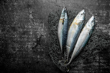 Fresh raw mackerel with fishing net.