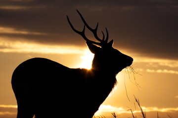 Ezo deer in the sunset Todowara on the Notsuke Peninsula in Hokkaido
