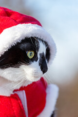 Close-up profile portrait of a cat in a red Santa Claus suit