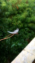 Feather on stick