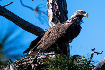 juvenile bald eagle on a pine
