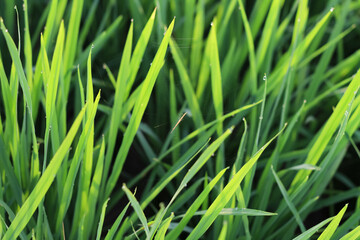 Photo of spiders and their nests in rice plants.