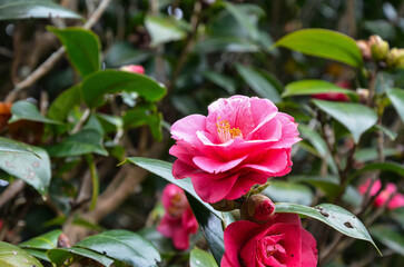 Camellia japonica in the garden.