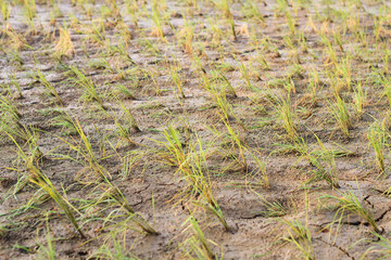 Rice plants that have just been planted in the fields.