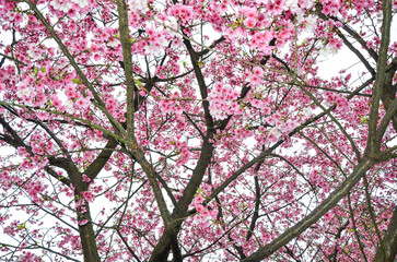 Cherry blossoms in full bloom.