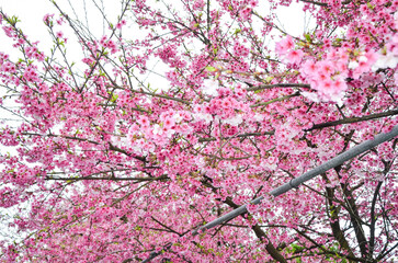 Cherry blossoms in full bloom.