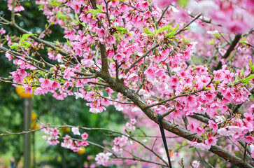 Cherry blossoms in full bloom.
