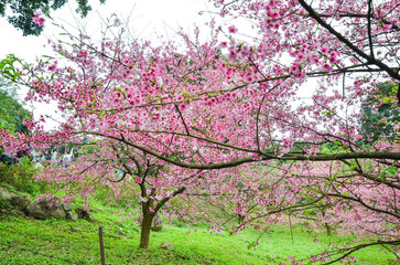 Fototapeta premium Cherry blossoms in full bloom.