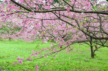 Cherry blossoms in full bloom.
