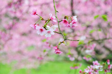Cherry blossoms in full bloom.