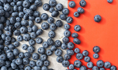 Large blueberries on a red background, close-up