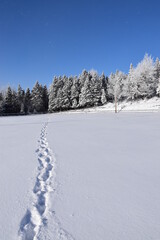 Footprints in the snow, Sainte-Apolline, Québec, Canada