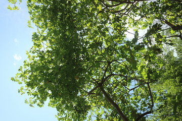 green tree leaves with bright sunlight