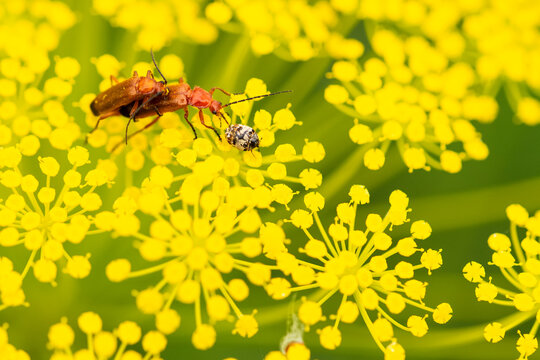 Red soldier beetles sitting on yellow blooming flowers