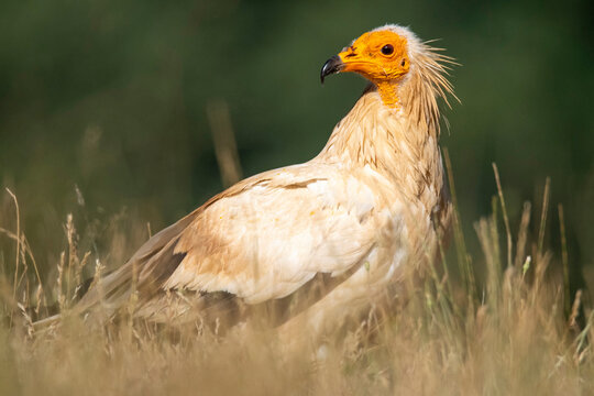 Wild Egyptian vulture on grassy meadow
