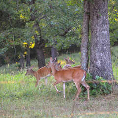 white tail deer
