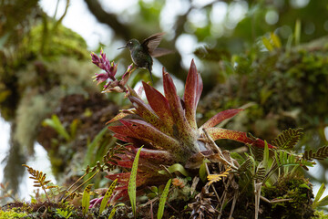 Colibr&iacute; turmalina (Heliangelus exortis) polinizando bromelia en el bosque de niebla del Valle del Cocora