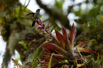 Colibr&iacute; turmalina (Heliangelus exortis) polinizando bromelia en el bosque de niebla del Valle del Cocora