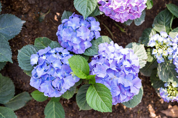 Hydrangea flower garden, outdoor day light, spring and summer garden