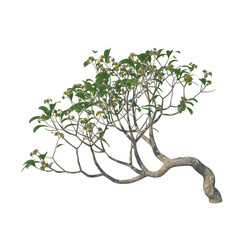 Frangipagi kamboja plumeria isolated 3d render, light for daylight, easy to use