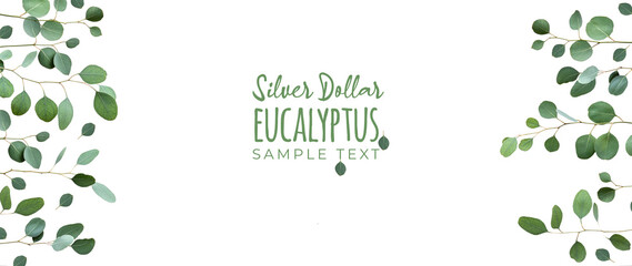 Eucalyptus twigs, decorative border isolated on white background. Delicate grey green silver dollar eucalyptus leaves, copy-space, text space. Flat lay, top view overhead.
