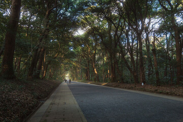 東京 明治神宮 北参道の風景