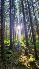 Sun rays shining through a forest in the Seckau Alps ins Styria, Austria, Europe. Beams of light pierce a dark, imposing  woodland. Morning sunrise light in European alps pine forest. Moss overgrown