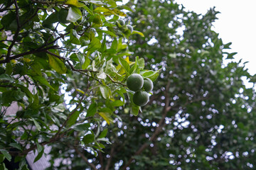 秋の収穫に向けて育つ庭に植えたミカンの木(8月)
