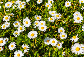 field of wild daisies blooming in summer