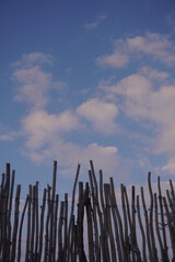 woods like hands facing the sky
