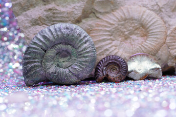 Ammonite fossil on a dark background