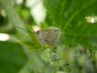 A large brown-gray locust on a green castor stalk on a sunny spring day. Insect life in the natural environment. A brown arthropod in the shade among large leaves.