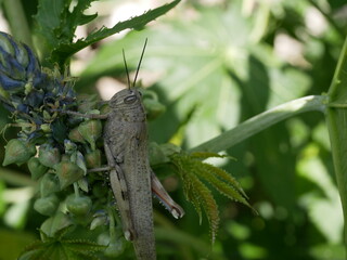 A large brown-gray locust on a green castor stalk on a sunny spring day. Insect life in the natural...