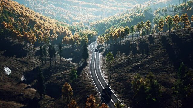 Yellow and green trees in autumn forest
