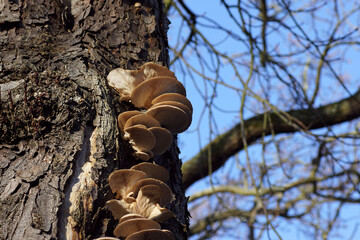 Pleurotus ostreatus, the oyster mushroom or oyster fungus. Mushrooms on the trunk of a horse chestnut tree in the Dutch village of Bergen in winter. Family Pleurotaceae. Netherlands, January