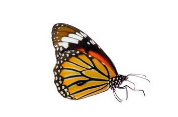 Fototapeta na wymiar butterfly Isolated on transparent background PNG file